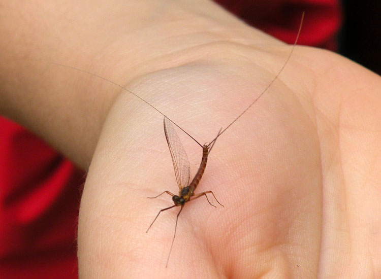 Ecdyonurus sp.